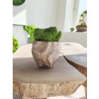 "Zuzmóöböl" - rusztikus kaspóban vil.zöld zuzmó