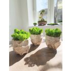 "Zuzmóöböl" - rusztikus kaspóban vil.zöld zuzmó