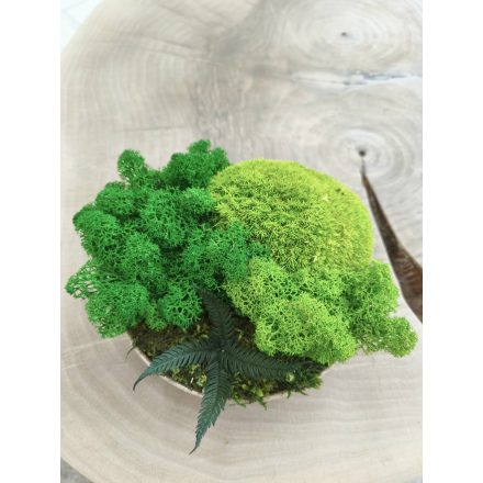 "Zuzmó oázis" - bézs színű kerámiatálban