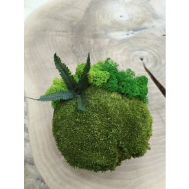 "Zuzmó oázis" - bézs színű kerámiatálban