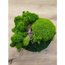 "Zuzmó oázis" - bézs színű kerámiatálban