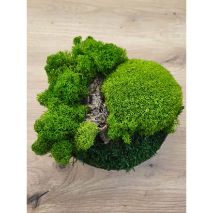 "Zuzmó oázis" - bézs színű kerámiatálban