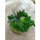 "Zuzmó oázis" - bézs színű kerámiatálban