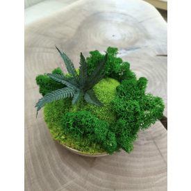 "Zuzmó oázis" - bézs színű kerámiatálban