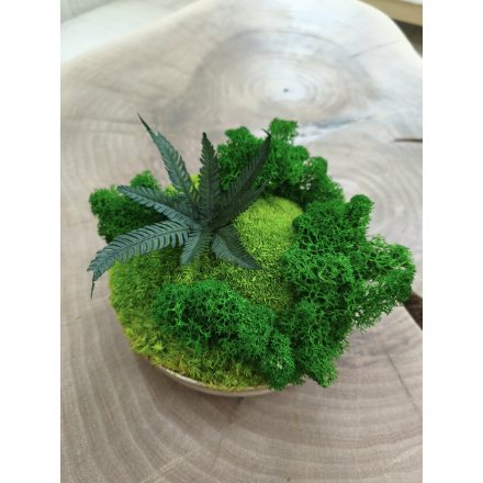 "Zuzmó oázis" - bézs színű kerámiatálban