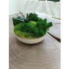 "Zuzmó oázis" - bézs színű kerámiatálban