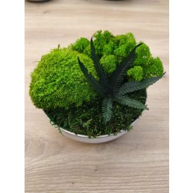 "Zuzmó oázis" - bézs színű kerámiatálban