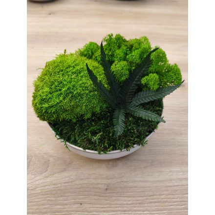 "Zuzmó oázis" - bézs színű kerámiatálban