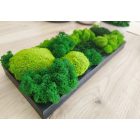 "Zuzmó sziget" - fa tálcán 